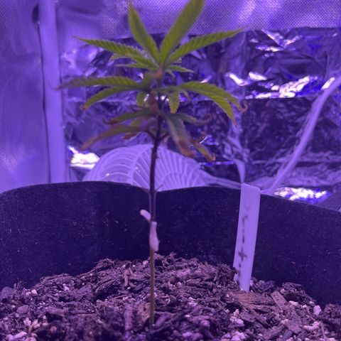 Amy Weedhouse growlog timeline photo