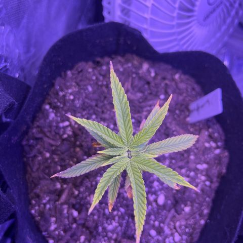 Amy Weedhouse growlog timeline photo