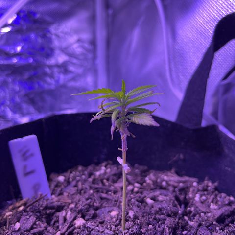 CannaBusta Rhymes  growlog timeline photo