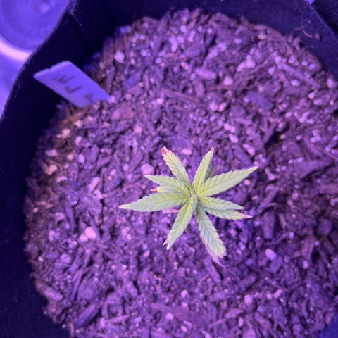 CannaBusta Rhymes  growlog timeline photo