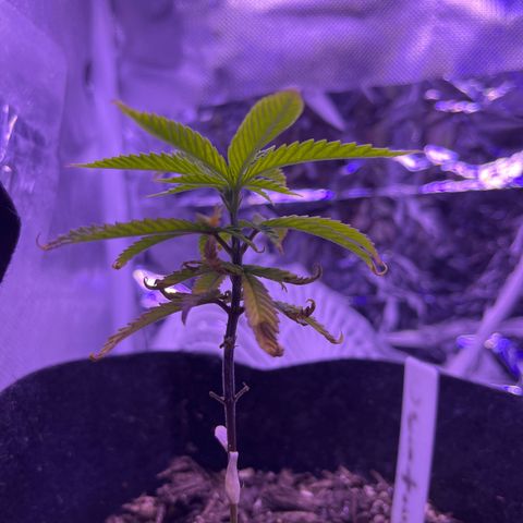 Amy Weedhouse growlog timeline photo