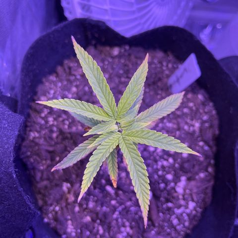Amy Weedhouse growlog timeline photo