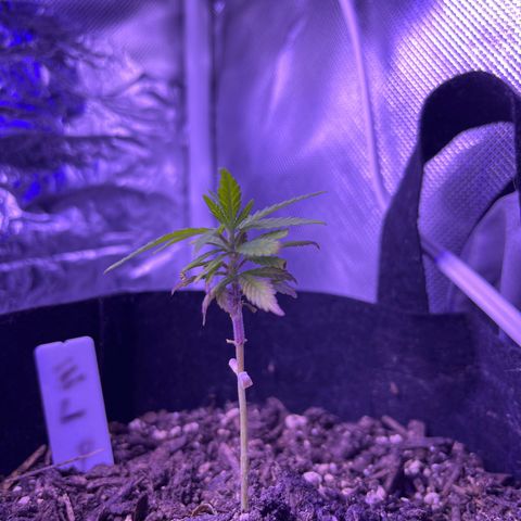 CannaBusta Rhymes  growlog timeline photo