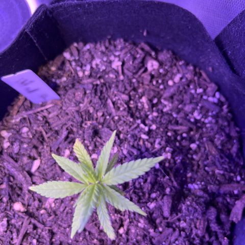 CannaBusta Rhymes  growlog timeline photo
