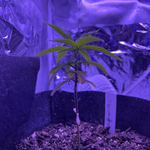 Amy Weedhouse growlog timeline photo