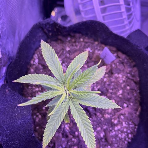 Amy Weedhouse growlog timeline photo