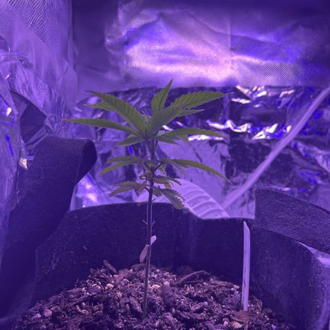 Amy Weedhouse growlog timeline photo