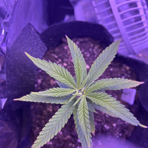 Amy Weedhouse growlog timeline photo