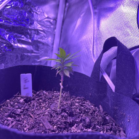 CannaBusta Rhymes  growlog timeline photo