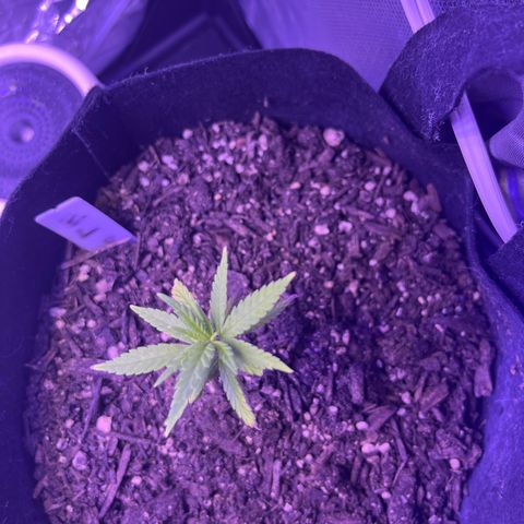 CannaBusta Rhymes  growlog timeline photo