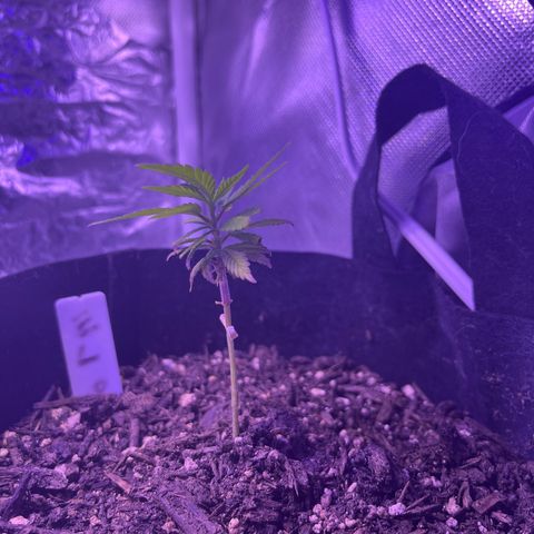 CannaBusta Rhymes  growlog timeline photo