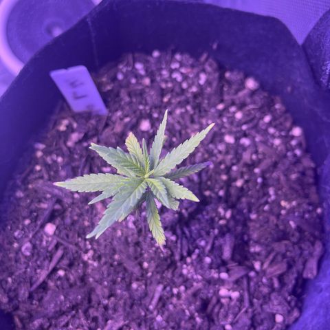 CannaBusta Rhymes  growlog timeline photo