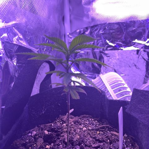 Amy Weedhouse growlog timeline photo