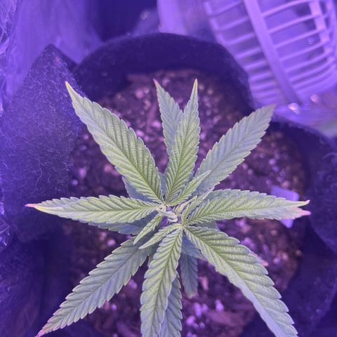 Amy Weedhouse growlog timeline photo