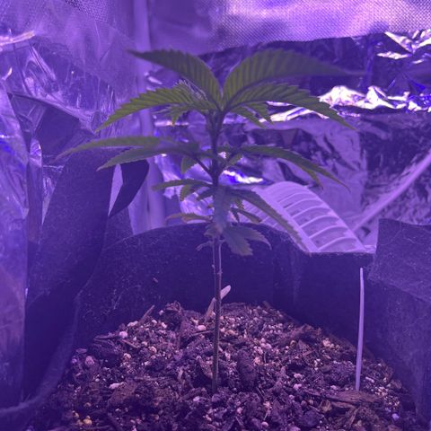 Amy Weedhouse growlog timeline photo