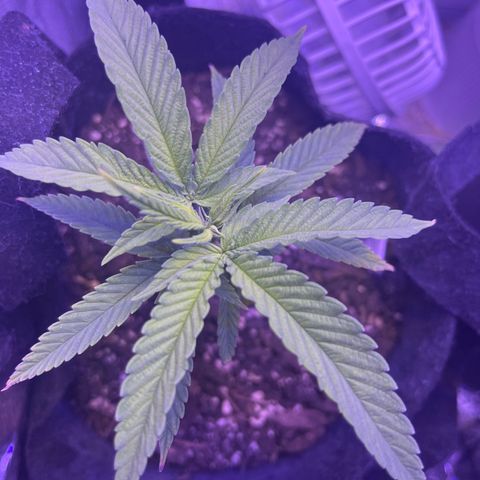 Amy Weedhouse growlog timeline photo