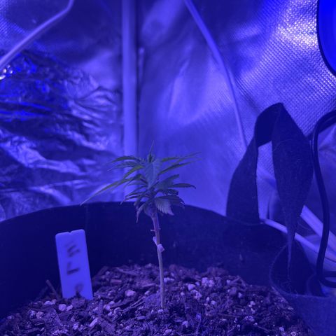 CannaBusta Rhymes  growlog timeline photo