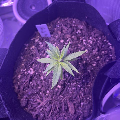 CannaBusta Rhymes  growlog timeline photo