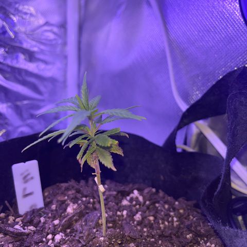 CannaBusta Rhymes  growlog timeline photo