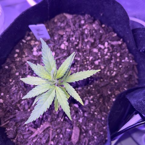 CannaBusta Rhymes  growlog timeline photo