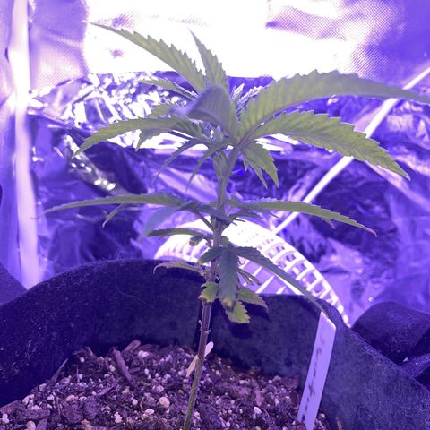 Amy Weedhouse growlog timeline photo
