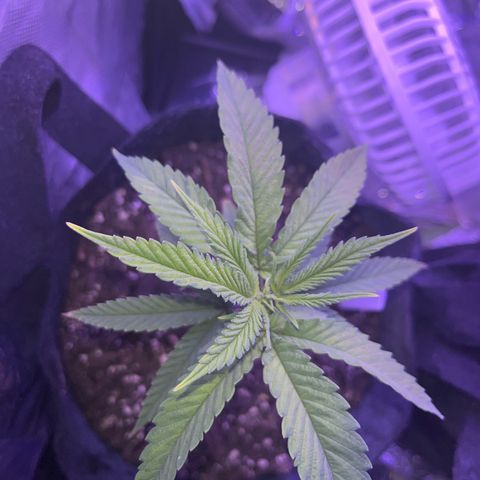 Amy Weedhouse growlog timeline photo