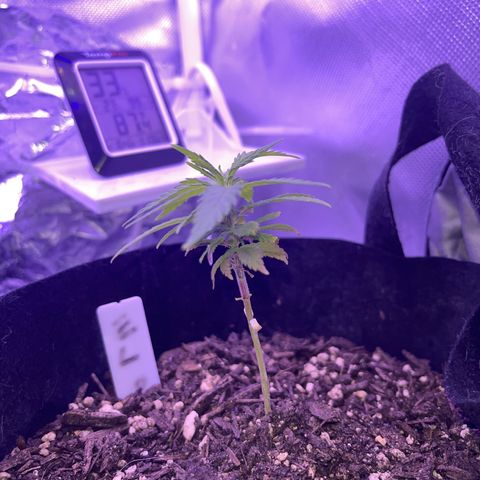 CannaBusta Rhymes  growlog timeline photo