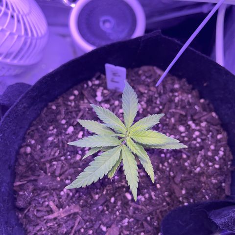 CannaBusta Rhymes  growlog timeline photo