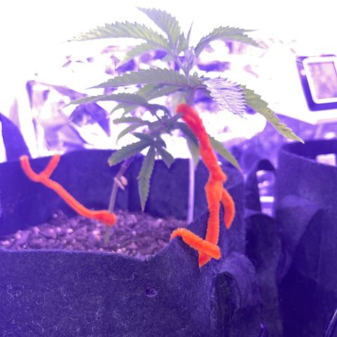 Amy Weedhouse growlog timeline photo