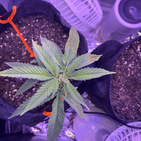 Amy Weedhouse growlog timeline photo