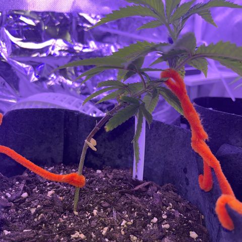 Amy Weedhouse growlog timeline photo