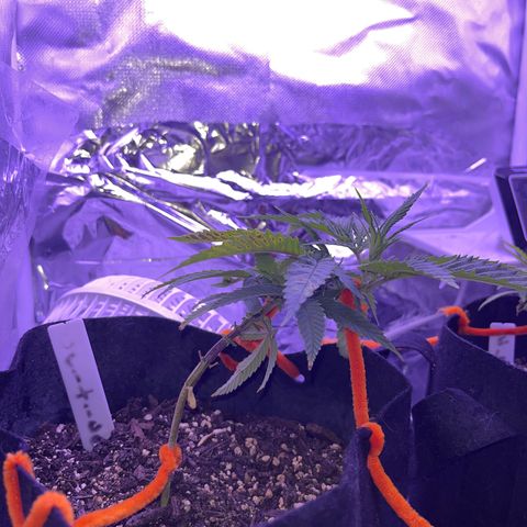 Amy Weedhouse growlog timeline photo