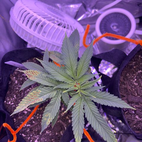Amy Weedhouse growlog timeline photo