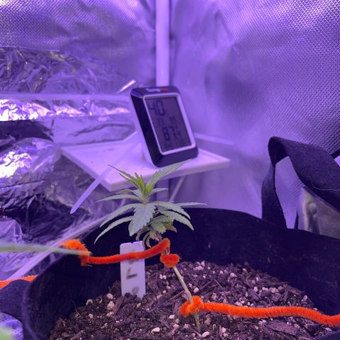 CannaBusta Rhymes  growlog timeline photo