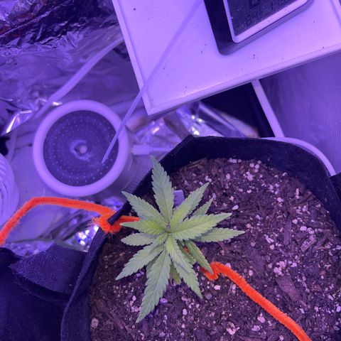 CannaBusta Rhymes  growlog timeline photo