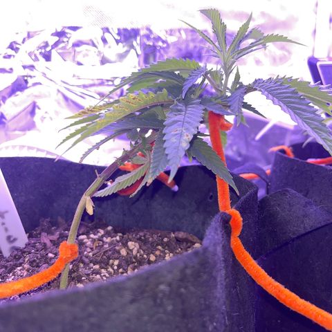 Amy Weedhouse growlog timeline photo