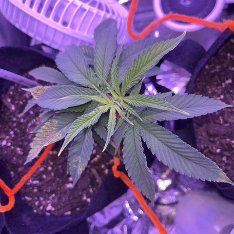 Amy Weedhouse growlog timeline photo