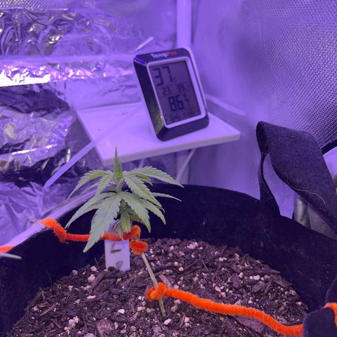 CannaBusta Rhymes  growlog timeline photo