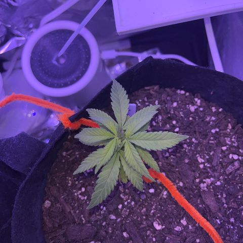 CannaBusta Rhymes  growlog timeline photo