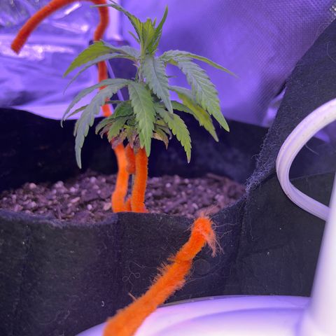 CannaBusta Rhymes  growlog timeline photo