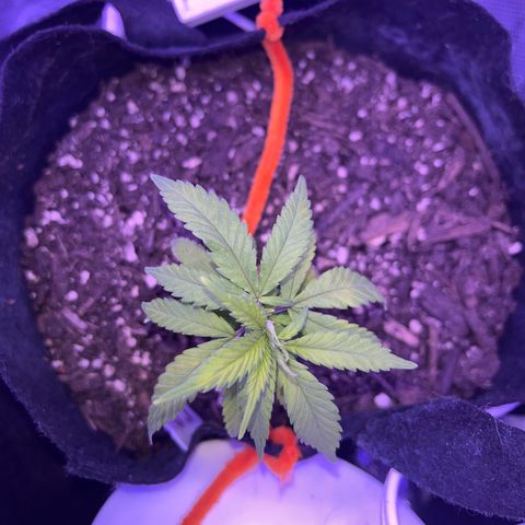 CannaBusta Rhymes  growlog timeline photo
