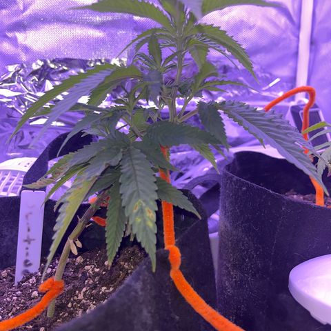 Amy Weedhouse growlog timeline photo