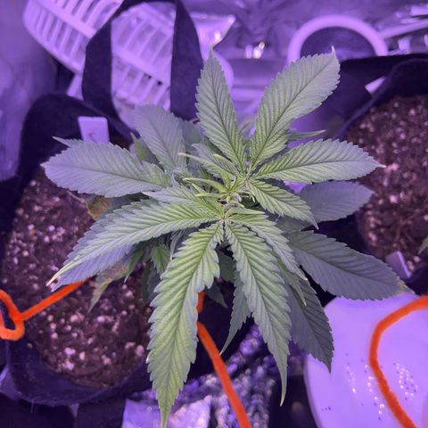 Amy Weedhouse growlog timeline photo