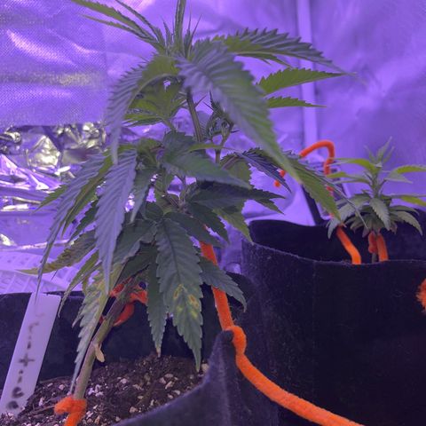 Amy Weedhouse growlog timeline photo