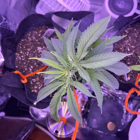 Amy Weedhouse growlog timeline photo
