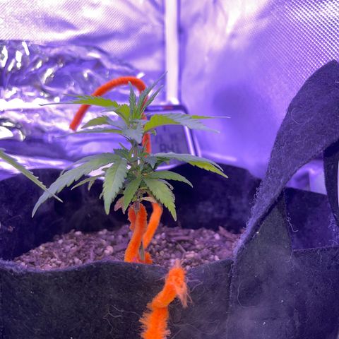 CannaBusta Rhymes  growlog timeline photo