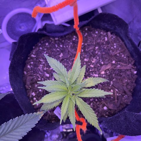 CannaBusta Rhymes  growlog timeline photo