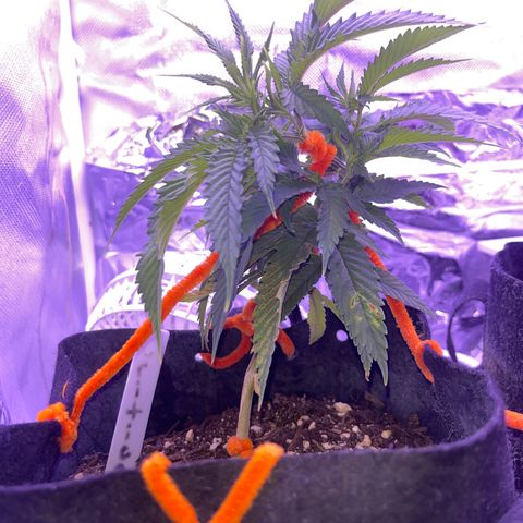 Amy Weedhouse growlog timeline photo