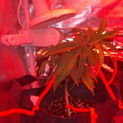 Amy Weedhouse growlog timeline photo