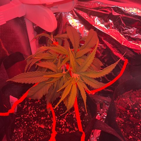 Amy Weedhouse growlog timeline photo